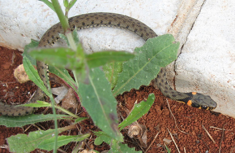 snakes of croatia