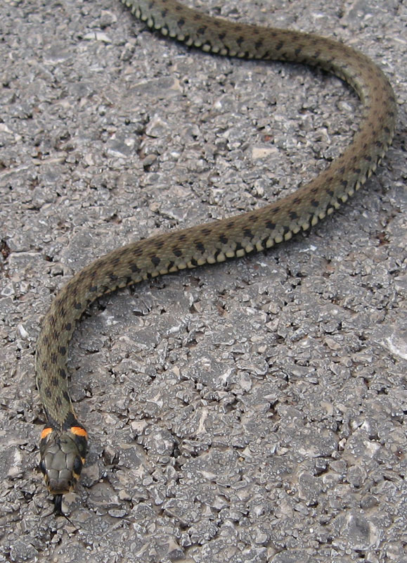 snakes of croatia