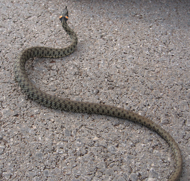 snakes of croatia