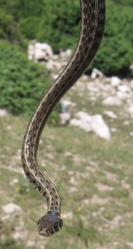 snakes of croatia