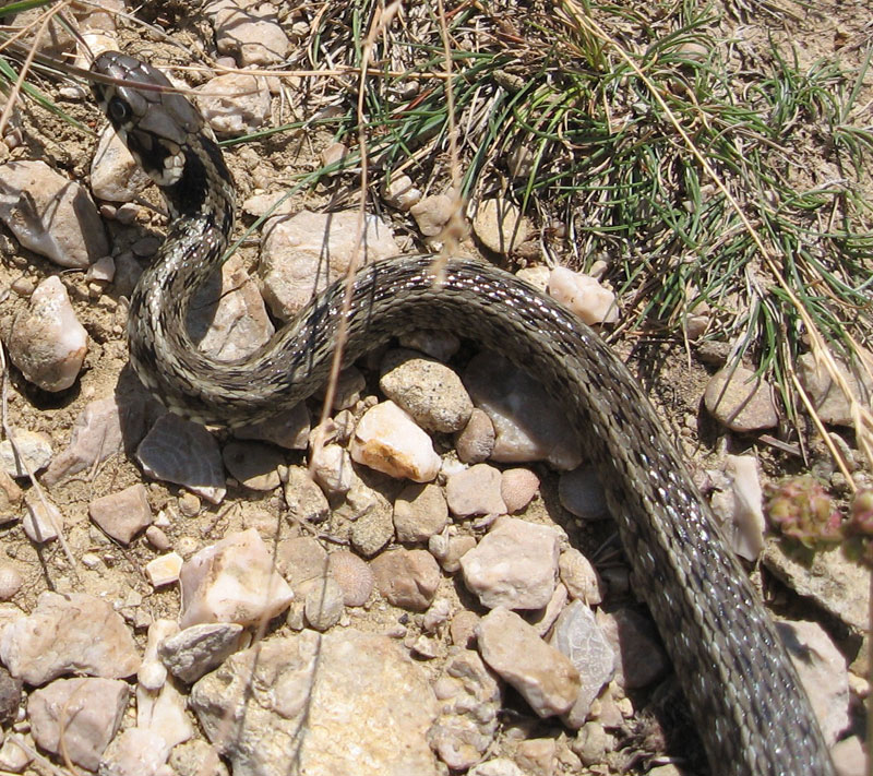 snakes of croatia