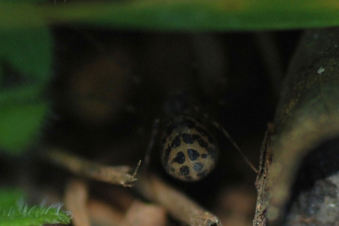 Scytodes thoracica