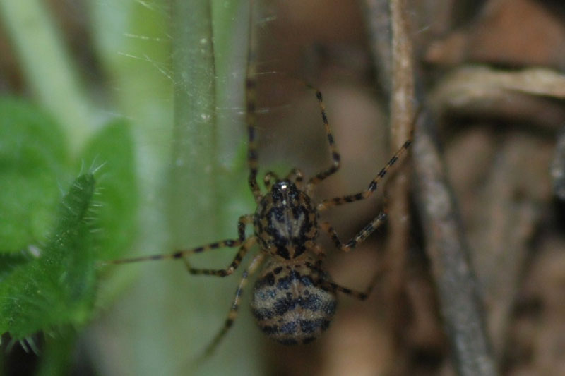 Scytodes thoracica