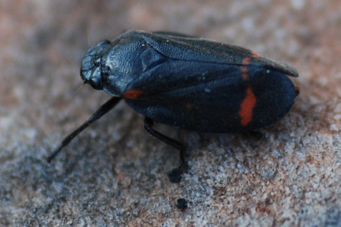 Cercopis sp.