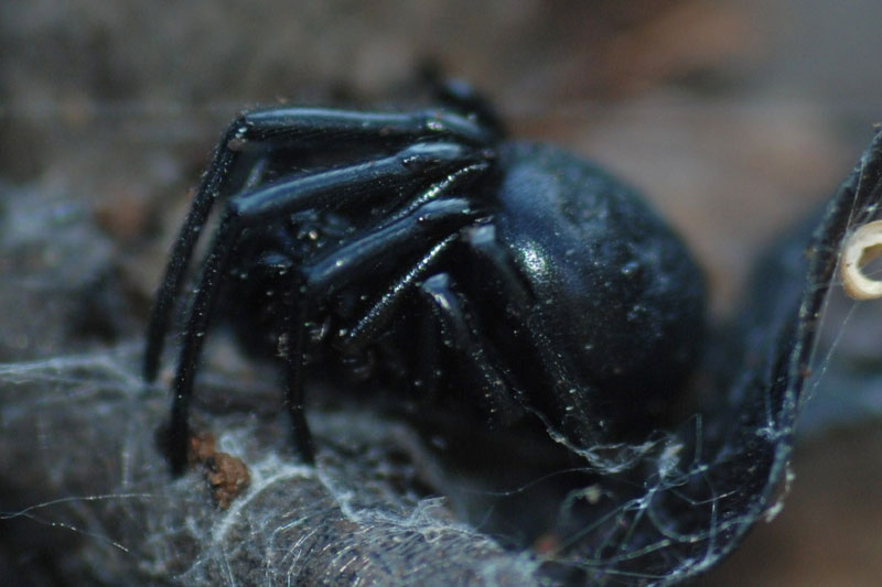 Steatoda paykulliana