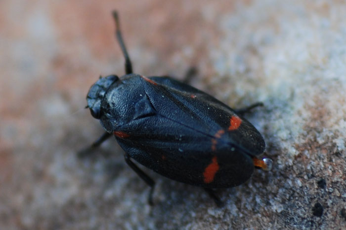 Cercopis sp.