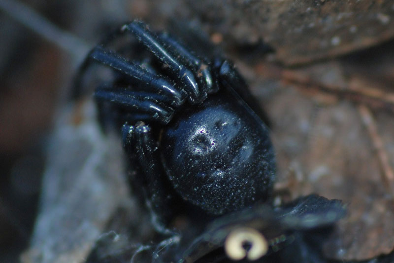 Steatoda paykulliana