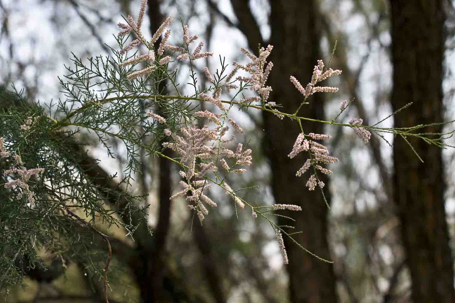 Tamarix sp.  (Caryophyllales - Tamaricaceae)