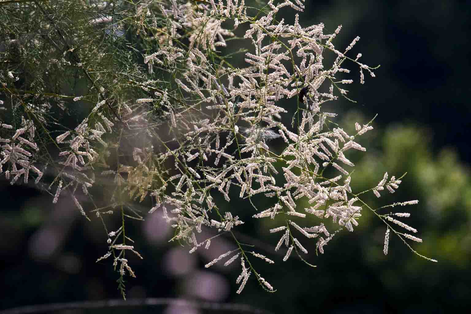 Tamarix sp.  (Caryophyllales - Tamaricaceae)