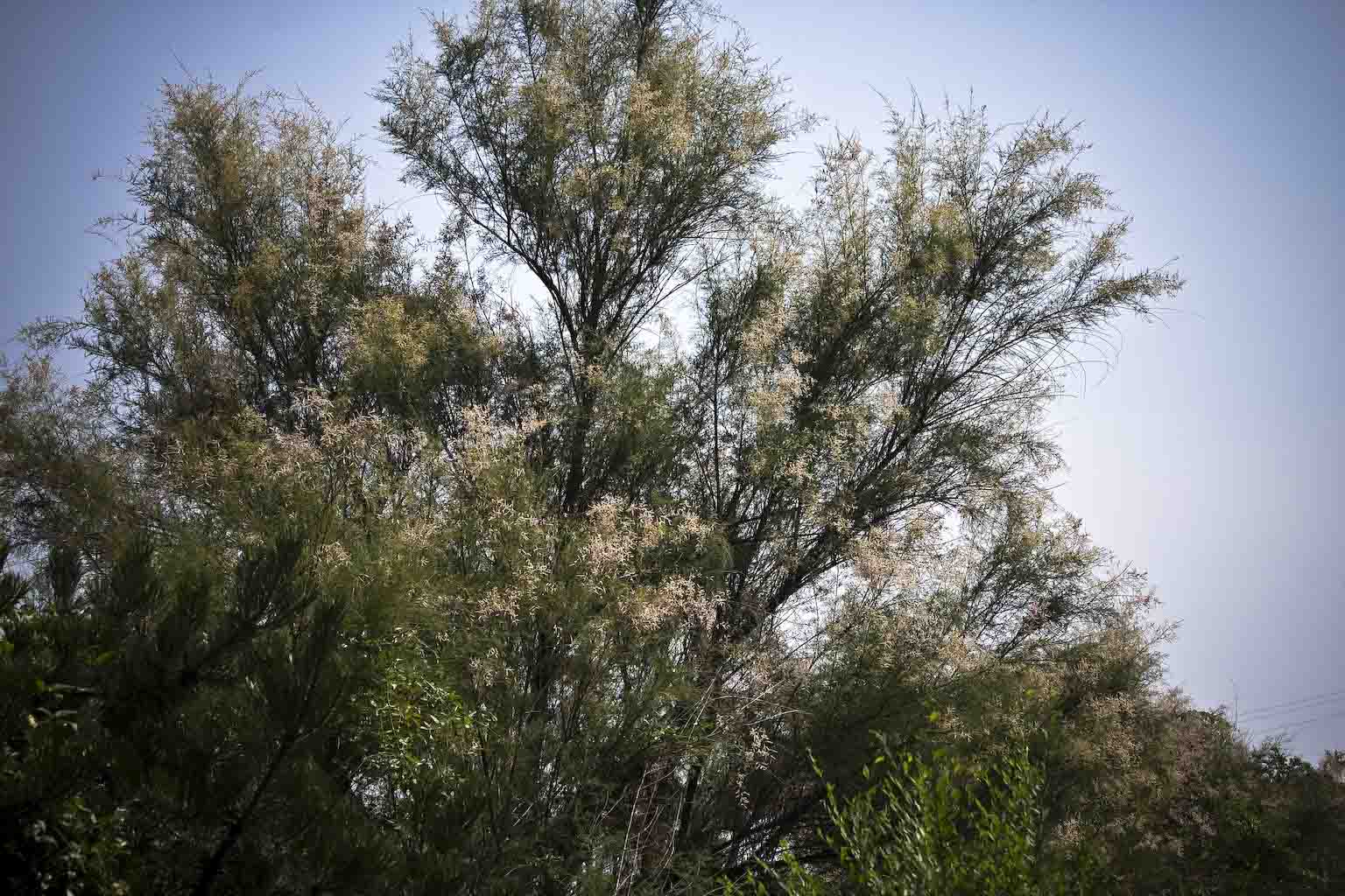 Tamarix sp.  (Caryophyllales - Tamaricaceae)