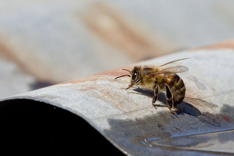 Apis mellifera assetate