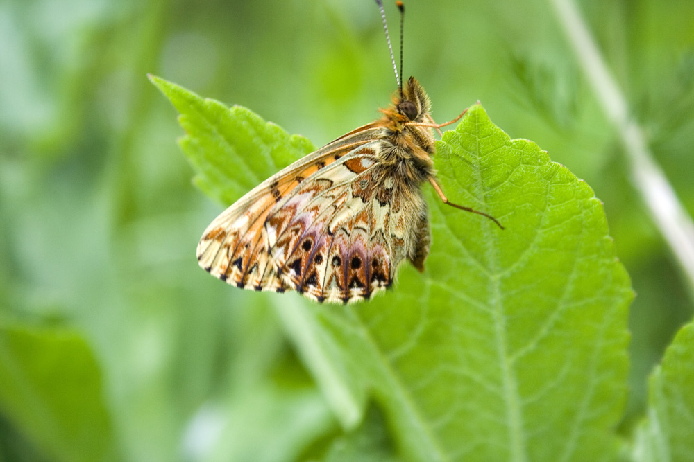 Boloria  titania