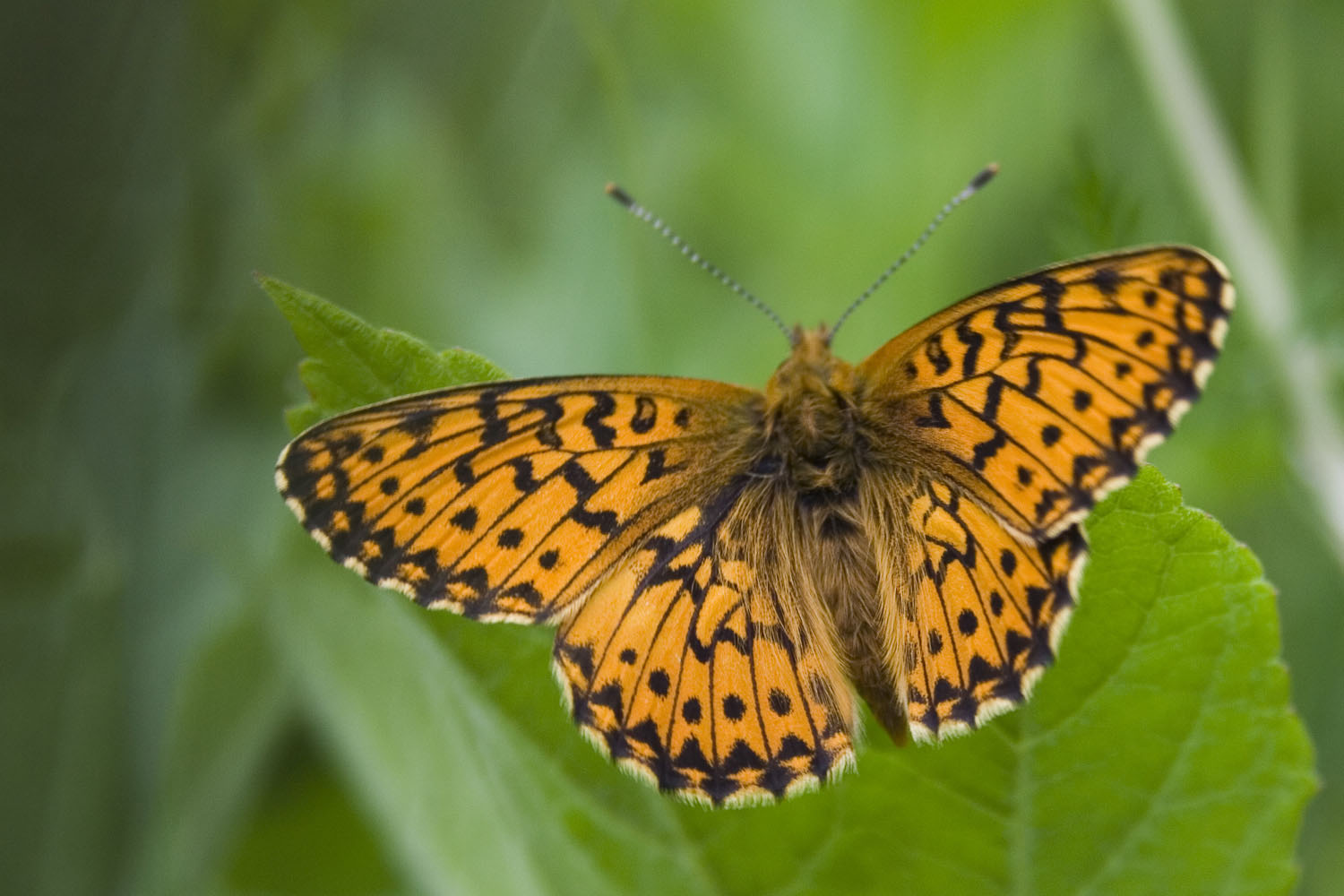 Boloria  titania