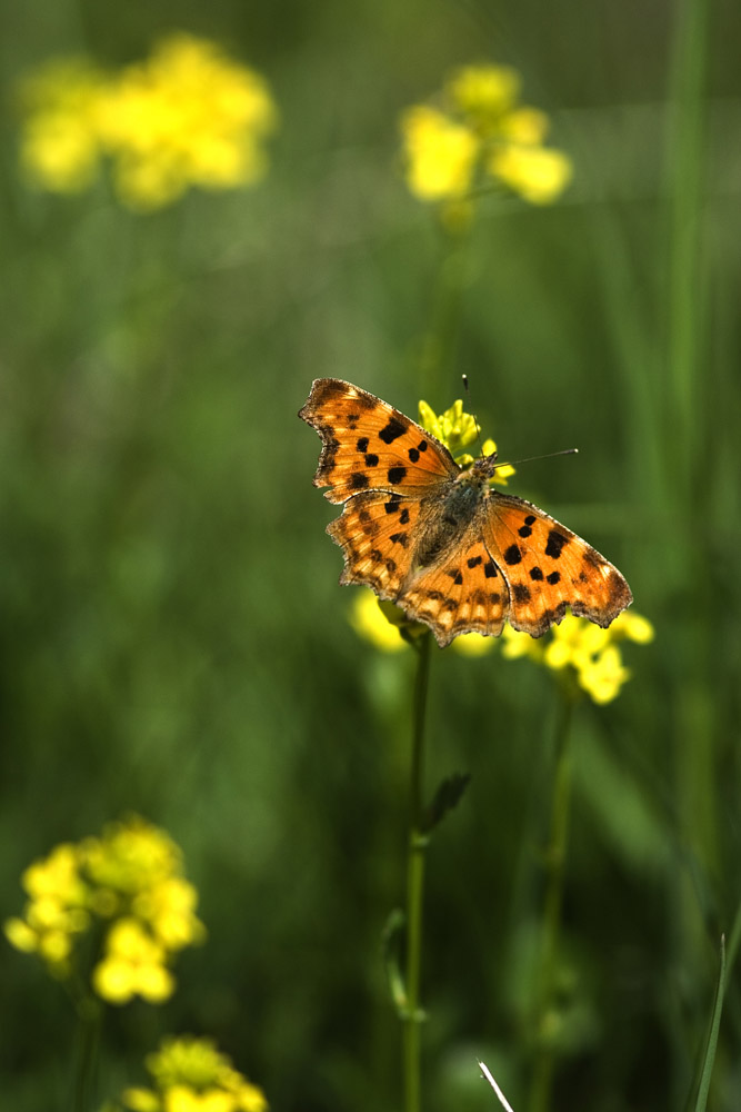 Polygonia c-album