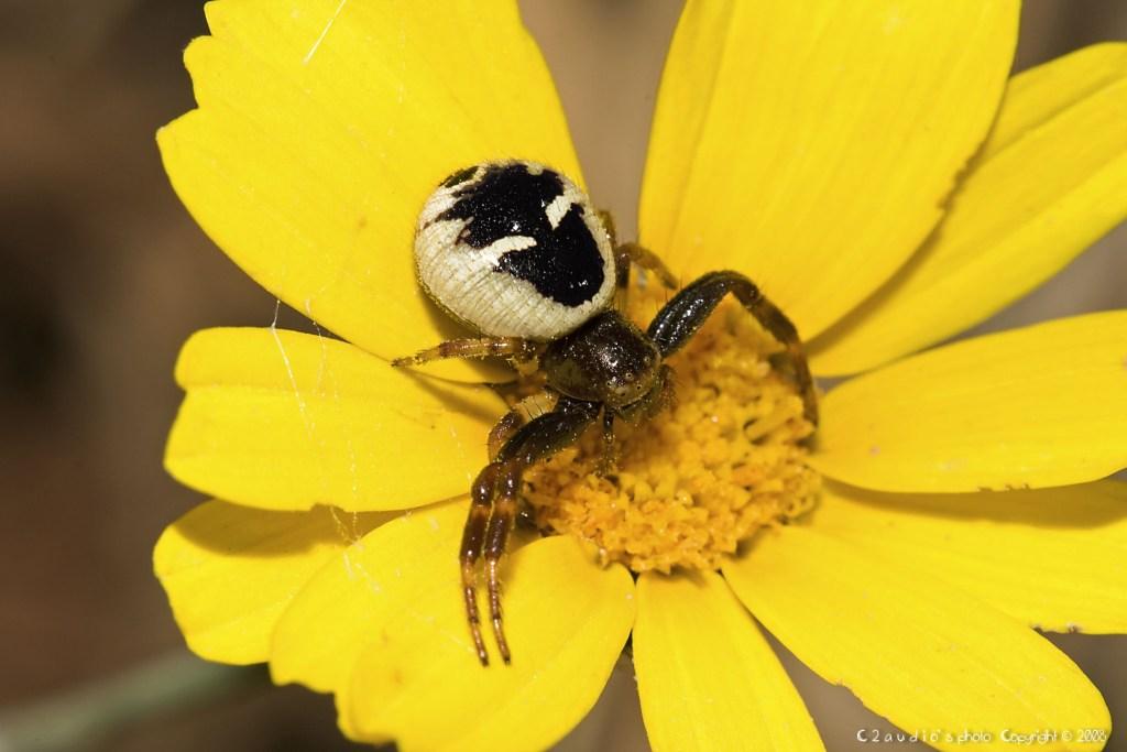 Synaema globosum