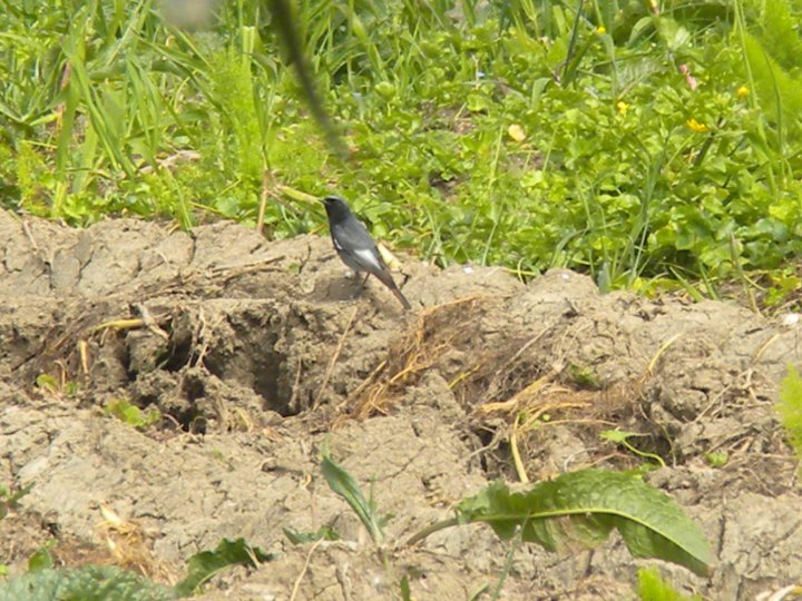 identificazione passeriformi e aironi