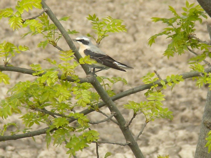 identificazione passeriformi e aironi