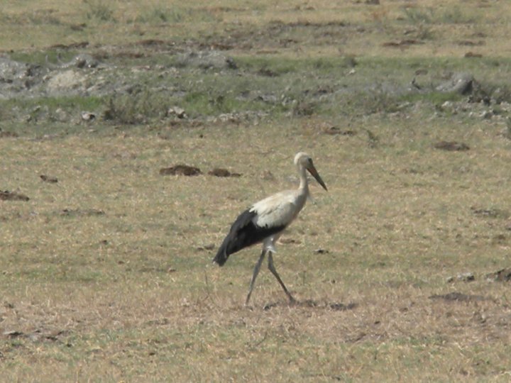 identificazione passeriformi e aironi