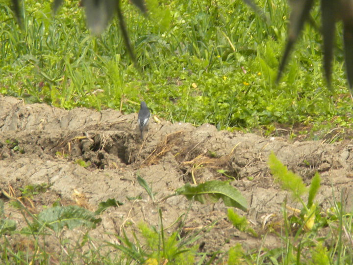 identificazione passeriformi e aironi