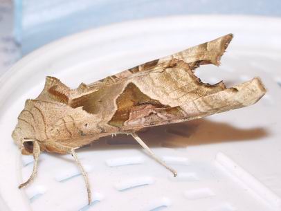 Colpo di fulmine in vigna (Phlogophora meticulosa)