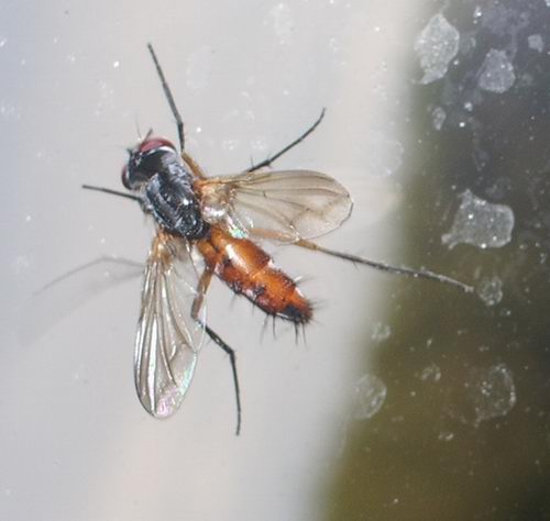 Cylindromyia sp.