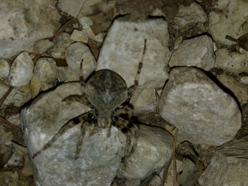 Araneus angulatus