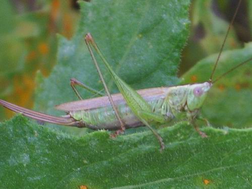 Conocephalus discolor