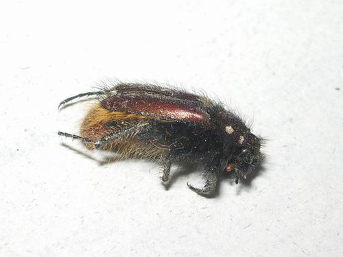 Peloso scarabeidae greco