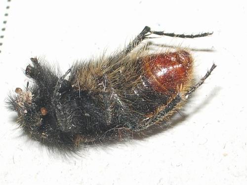 Peloso scarabeidae greco