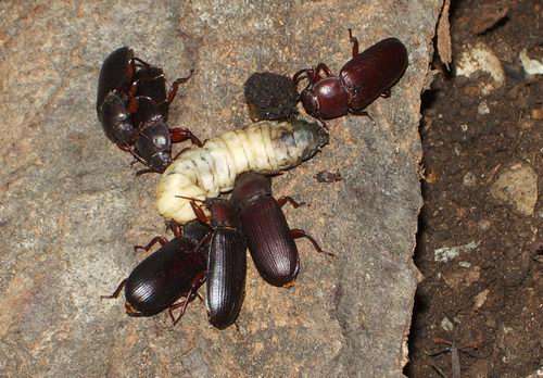 Coleottero della farina: Tenebrio molitor, Tenebrionidae