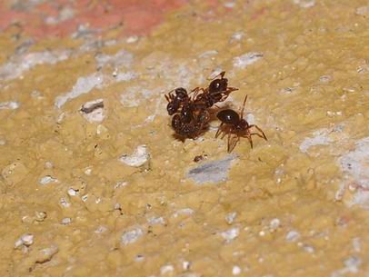 Macabro fardello: Euryopis sp.