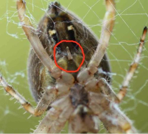 Araneus diadematus