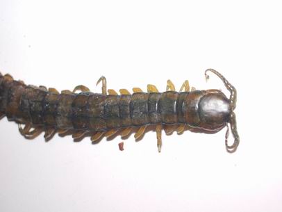 Scolopendra cingolata asfaltata?