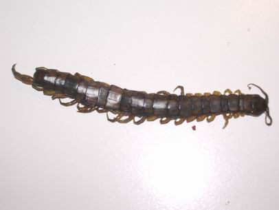 Scolopendra cingolata asfaltata?