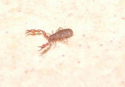 Pseudoscorpioni