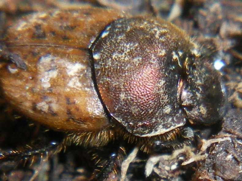 ...Nella cacca... Onthophagus