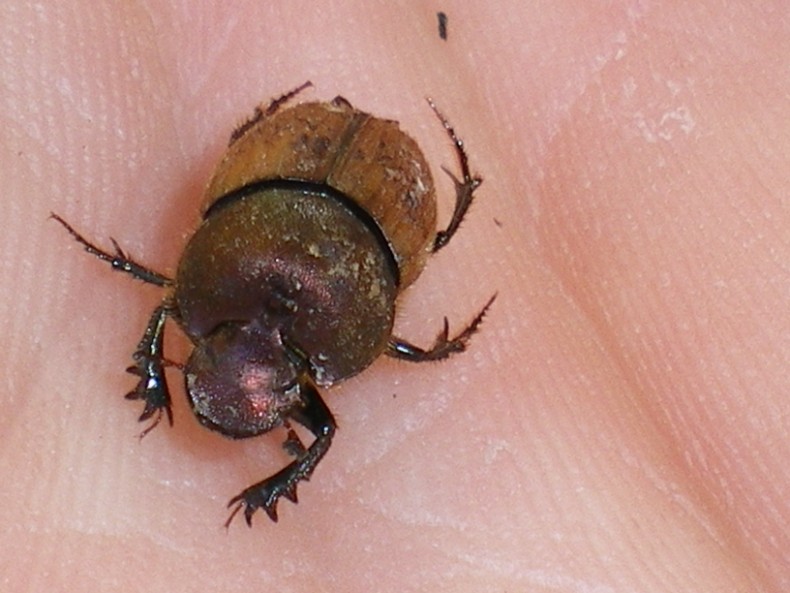 ...Nella cacca... Onthophagus