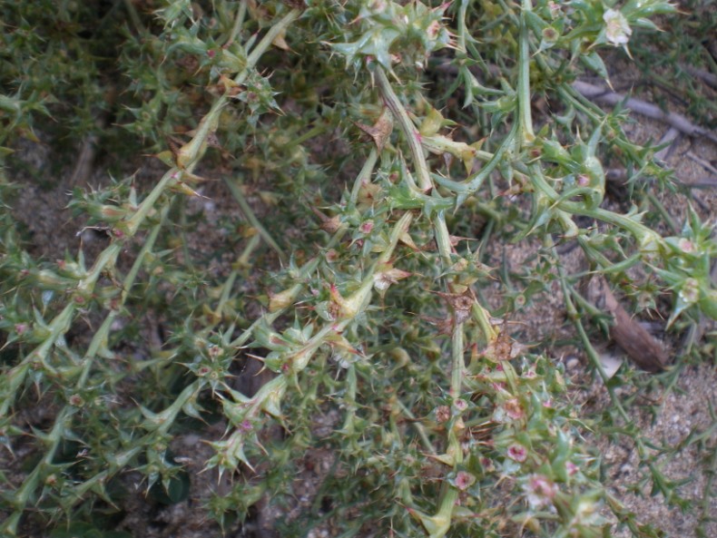 Salsola kali