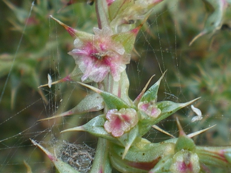 Salsola kali