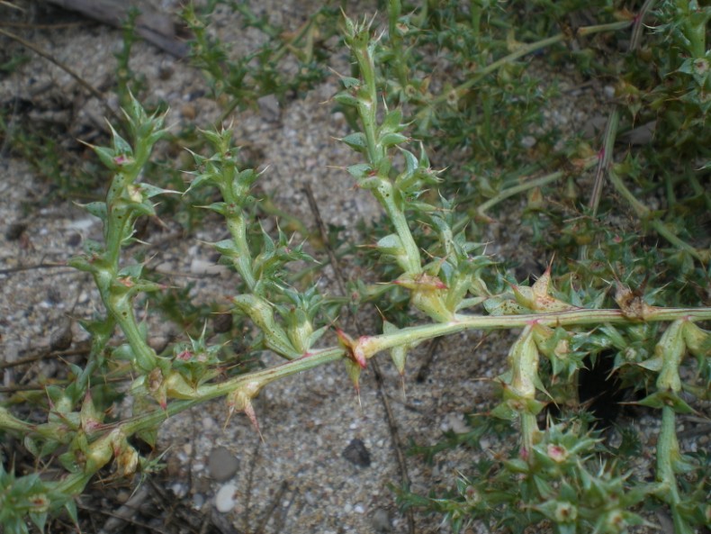 Salsola kali