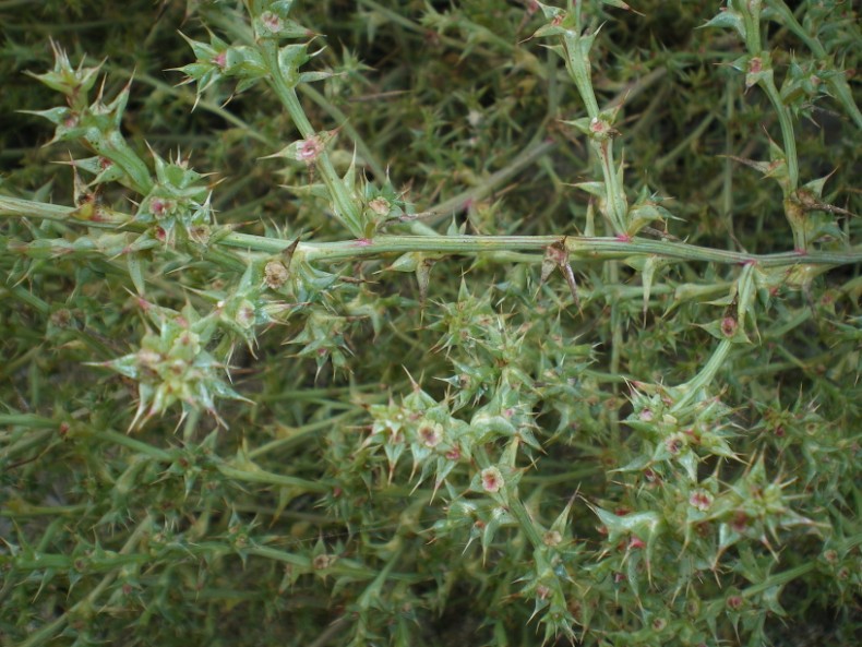 Salsola kali