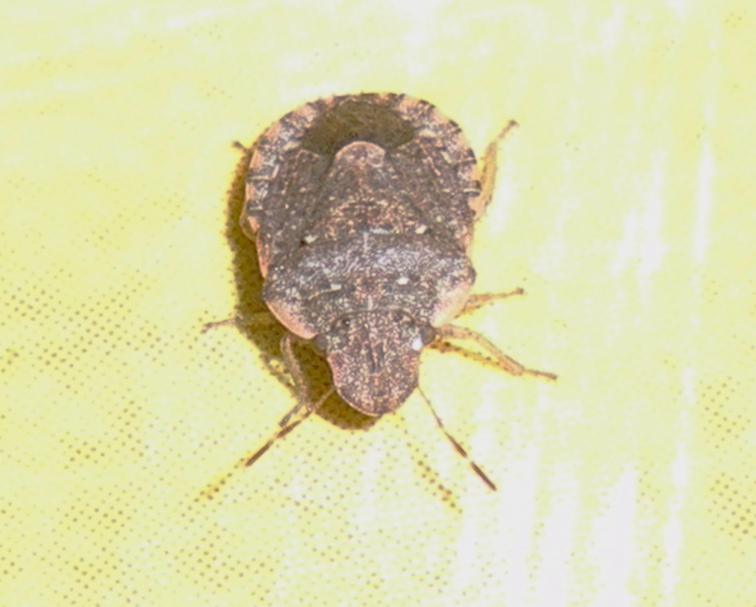 Sciocoris sideritidis (syn. S.fumipennis)