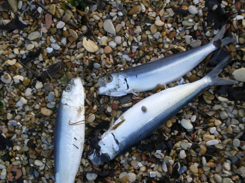 Sardinella aurita (esemplari spiaggiati)