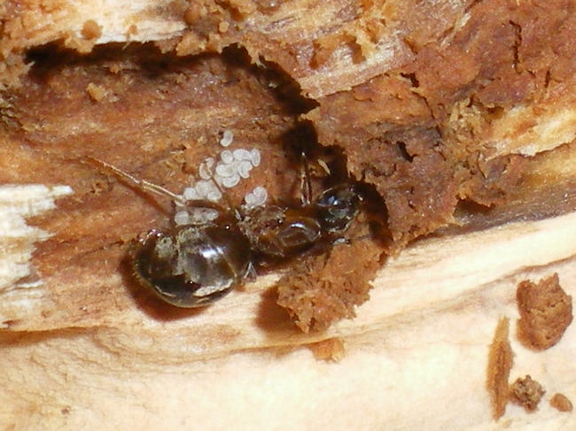 Regina fondatrice di Lasius sp. con covata