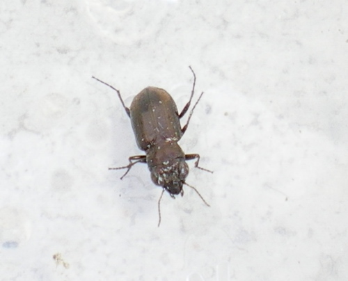 Notiophilus substriatus