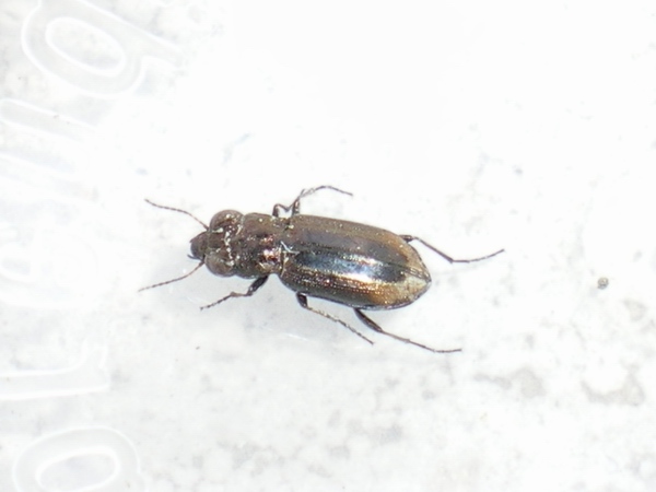 Notiophilus substriatus