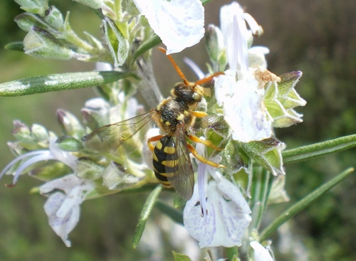 Crabronidae? No. Nomada sp.