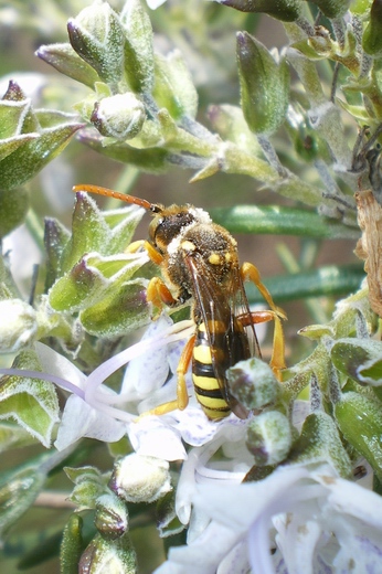 Crabronidae? No. Nomada sp.