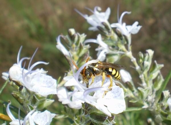 Crabronidae? No. Nomada sp.