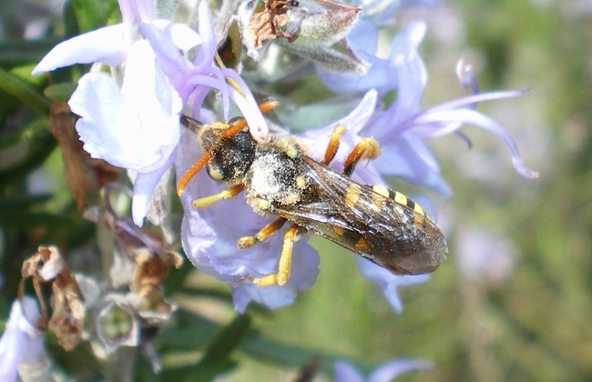 Crabronidae? No. Nomada sp.